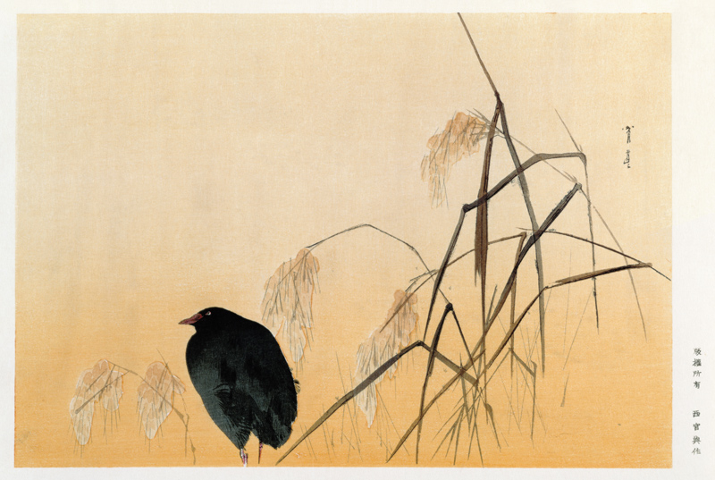 Blackbird, Edo Period (silk scroll) od Japanese School