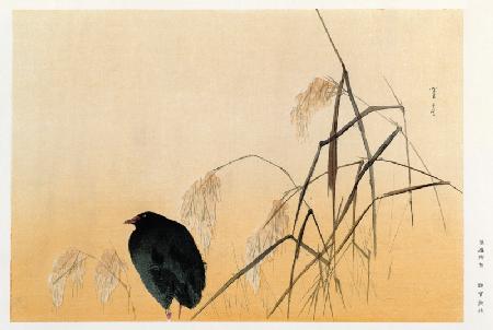 Blackbird, Edo Period (silk scroll)