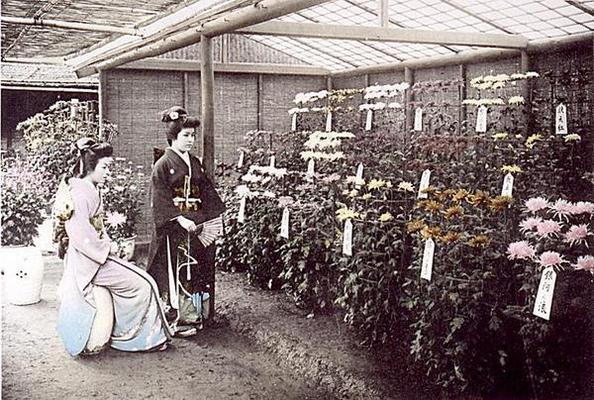 A rich display of chrysanthemums, 1905 (hand coloured photo) od Japanese School, (20th century)