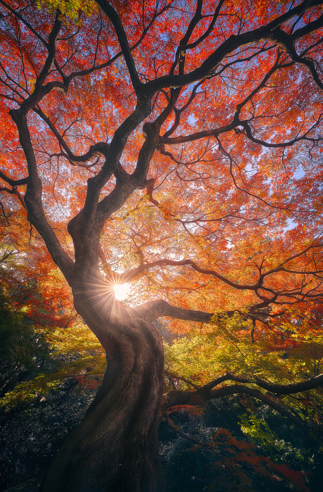 The Japanese Tree od Javier de la Torre