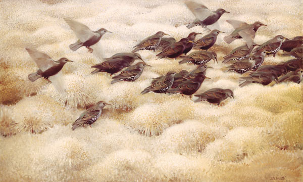 Pulling starlings od Jean Bloé Niestle