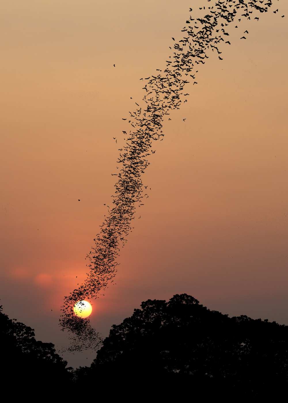 Bat swarm at sunset od Jean De Spiegeleer