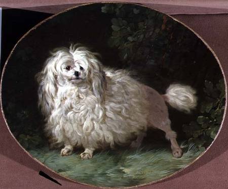 Portrait of a Poodle od Jean Jacques Bachelier