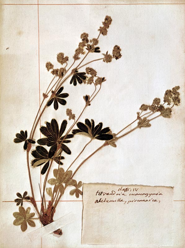 Alchemilla, from a Herbarium od Jean-Jacques Rousseau