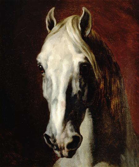 Head of a white horse.