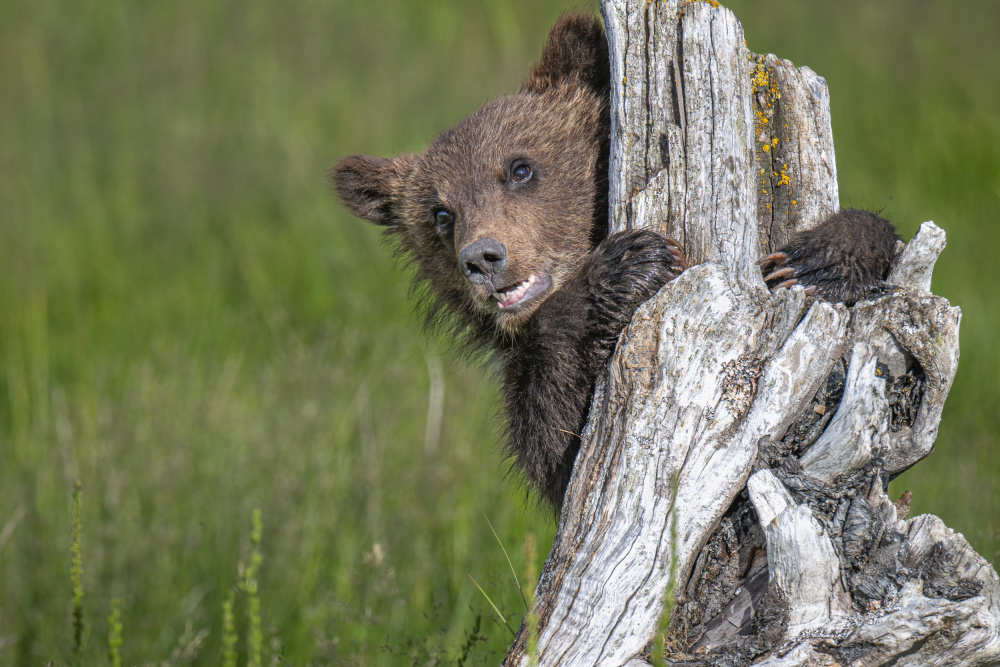 The adorable grizzly bear cub od Jeffrey C. Sink