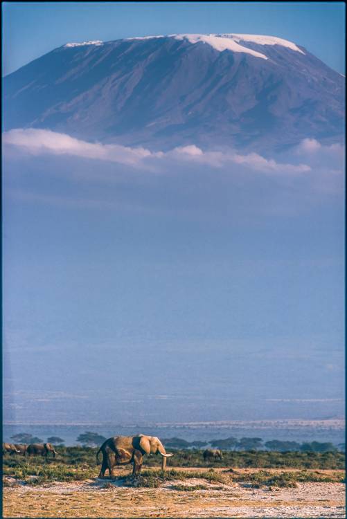 Kilimanjaro and the quiet sentinels od Jeffrey C. Sink