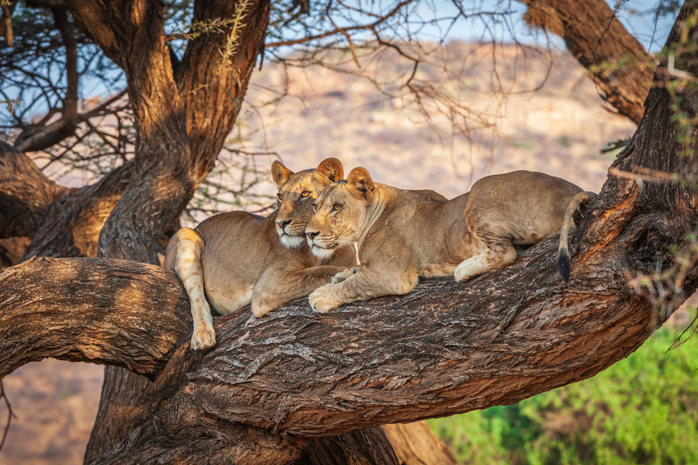 Lions can not climb trees od Jeffrey C. Sink