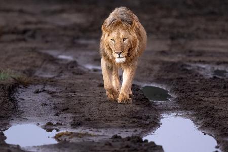 Lions and water