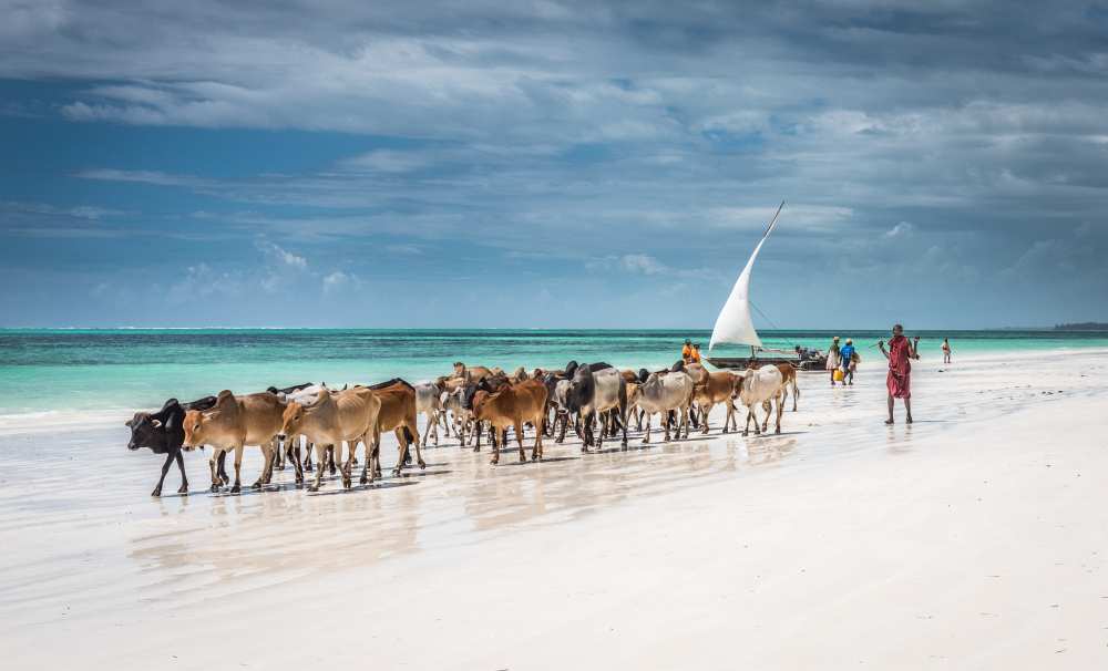 Masai cattle on Zanzibar beach od Jeffrey C. Sink