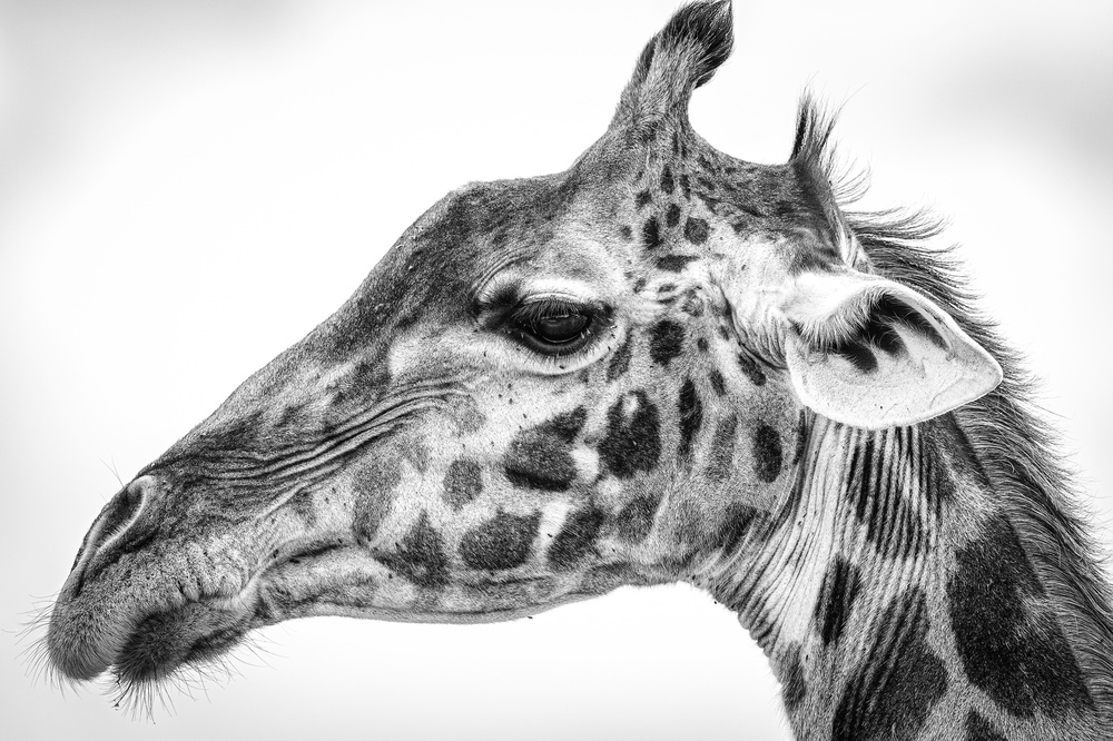 Maasai giraffe od Jeffrey C. Sink