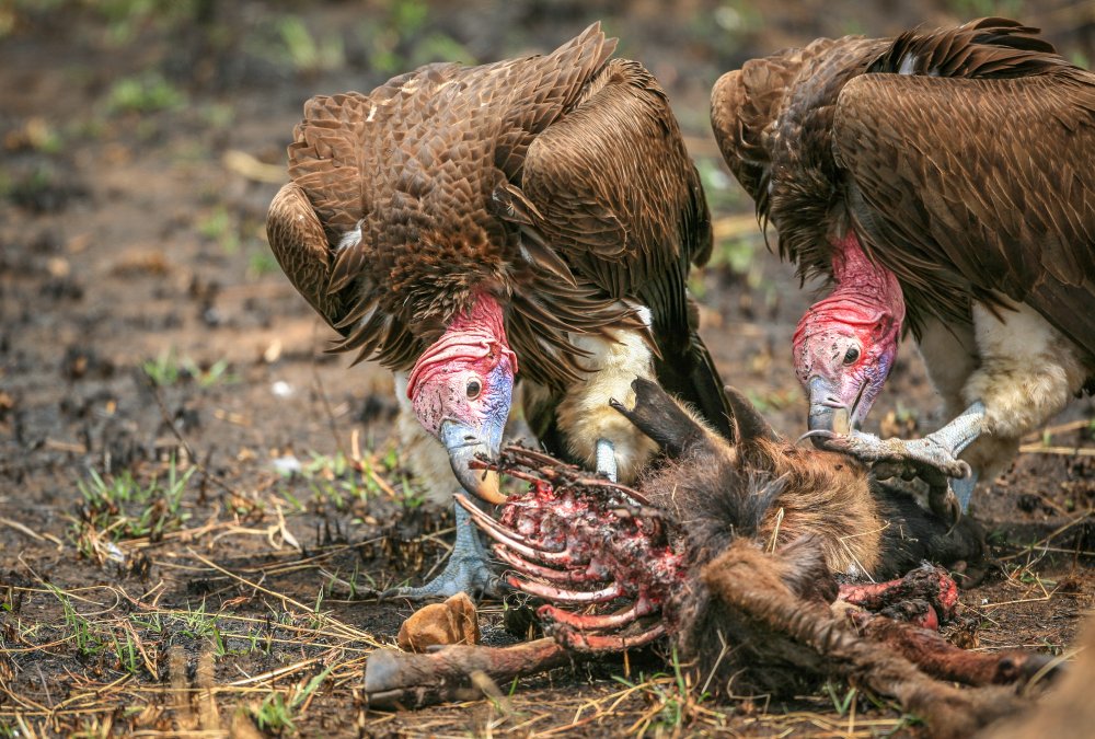 Nubian vultures od Jeffrey C. Sink