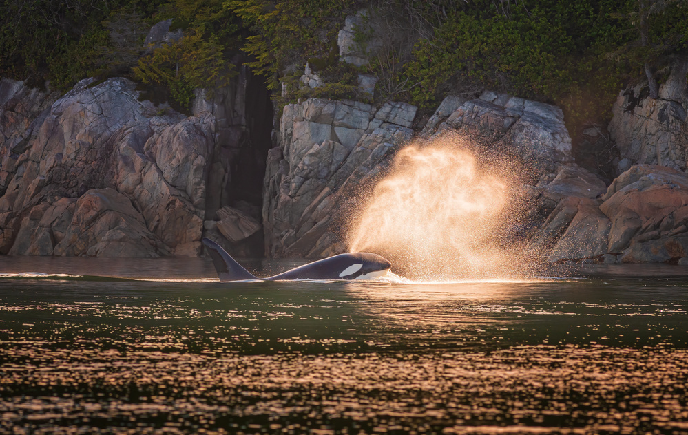 Orca at sunset od Jeffrey C. Sink