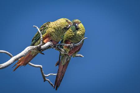 Patagonian burrowing parrot