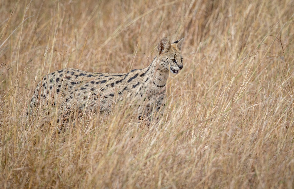 Serval cat in the tall red oat grass.... od Jeffrey C. Sink