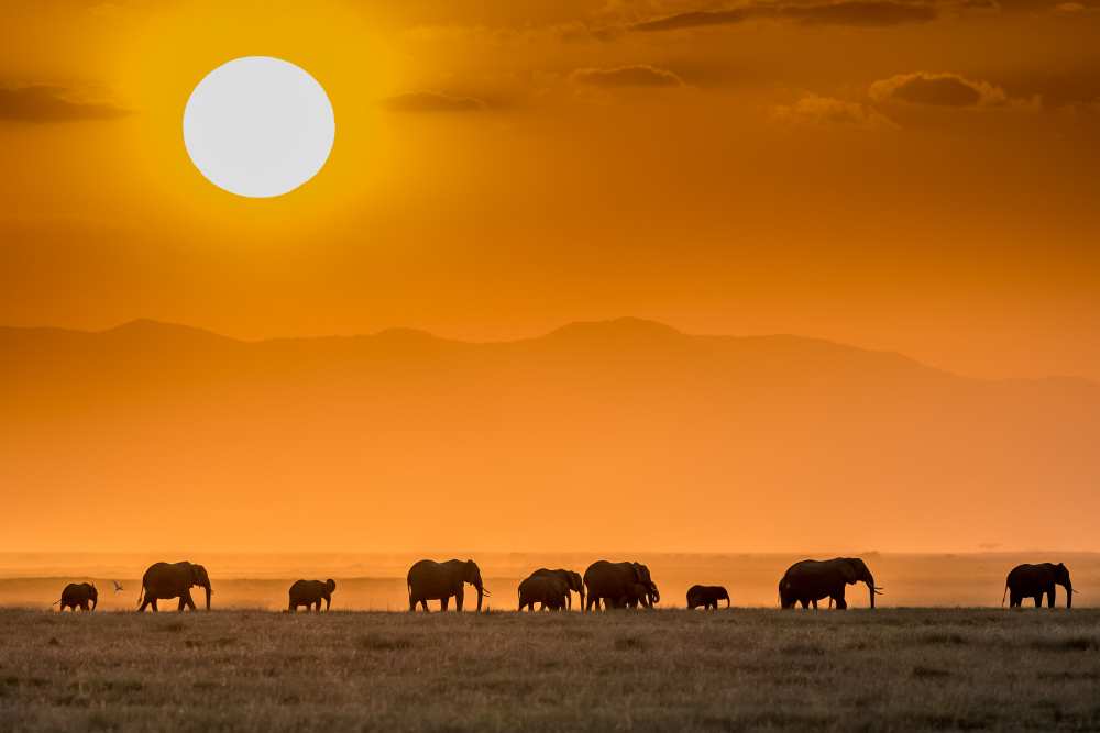 Sunrise over Amboseli od Jeffrey C. Sink