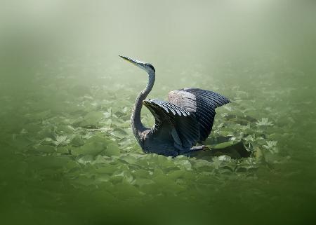 blue heron in a green dream