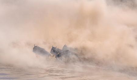 Great migration (crossing river)