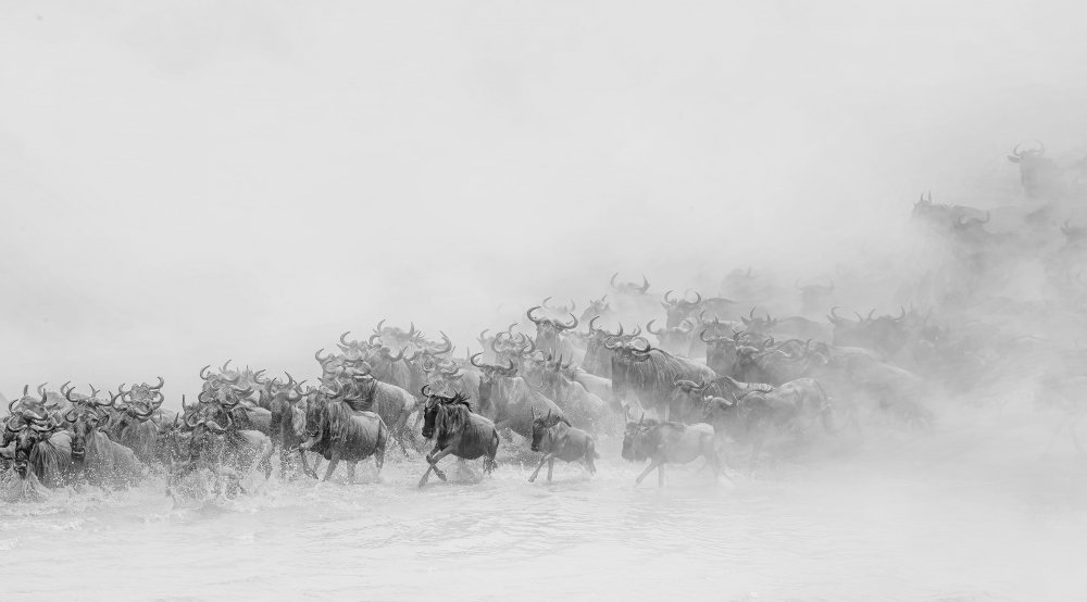 Migration ( wildebeests crossing river) od Jennifer Lu