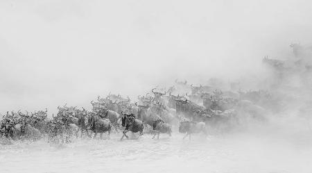 Migration ( wildebeests crossing river)