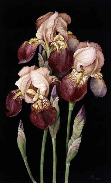 Irises, 2004 (w/c on paper)  od Jenny  Barron