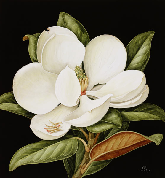 Magnolia Grandiflora, 2003 (w/c on paper)  od Jenny  Barron