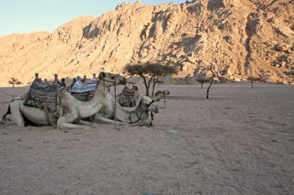 Kamele in der Wüste od Jenny Sturm