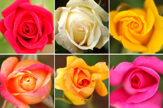 Blühende Rosen im Europa-Rosarium od Jens Wolf