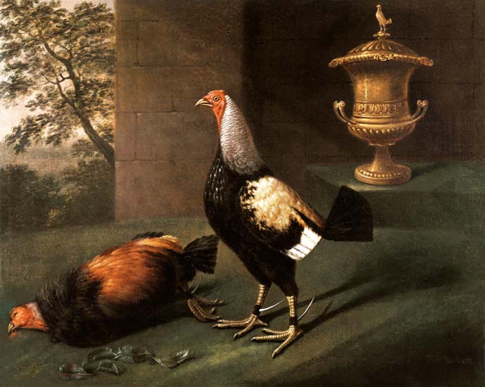 Portrait of `Phenomenon', the silver-laced bantam wearing spurs and standing over his victim od J.F. Wilson