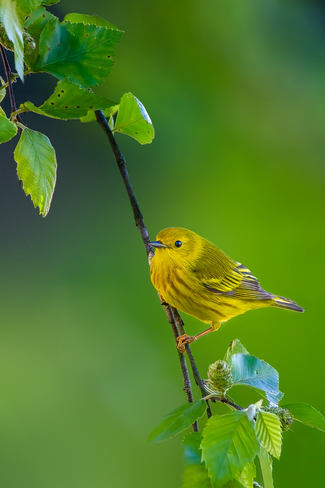 Yellow warbler od Jian Xu