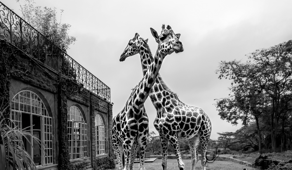 The Girafferaffe Manor od Jie Fischer