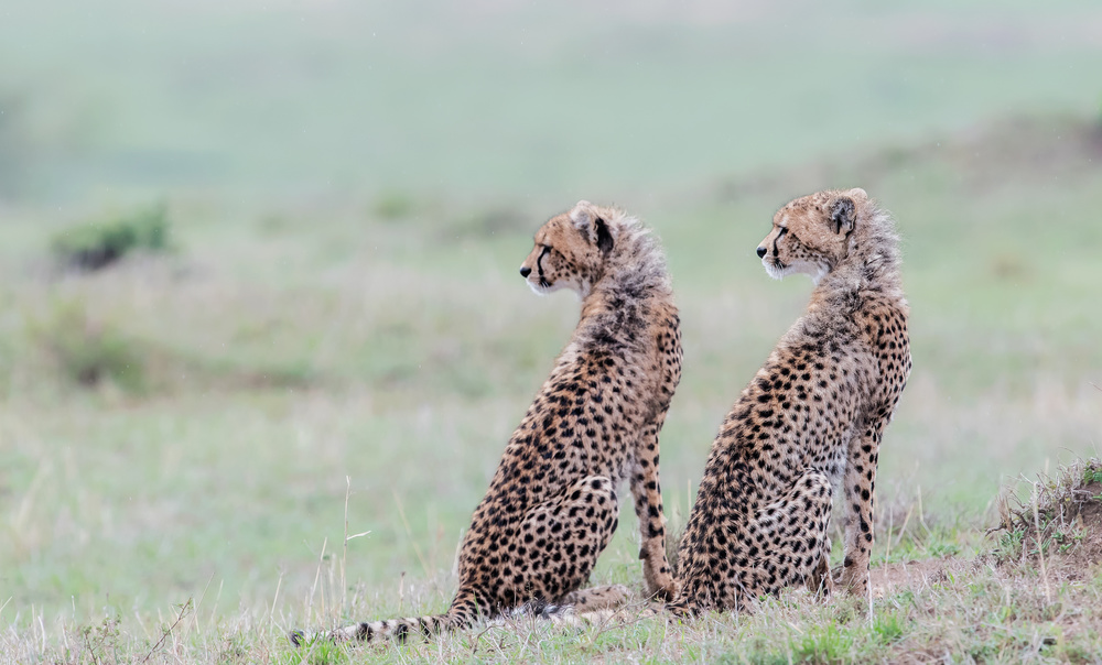 Cheetah brothers od Jie Fischer