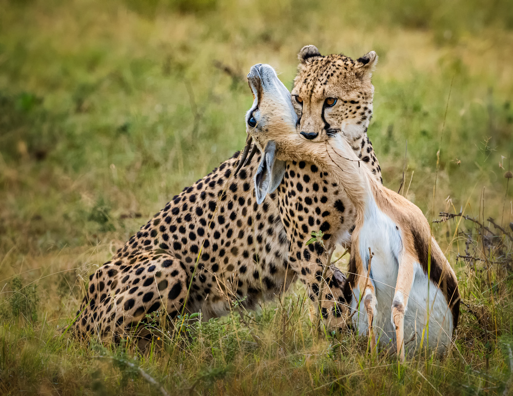 Cheetah hunting od Jie Fischer
