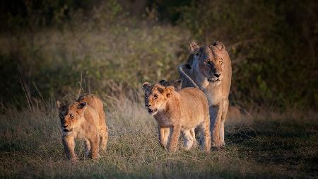 Lion family !