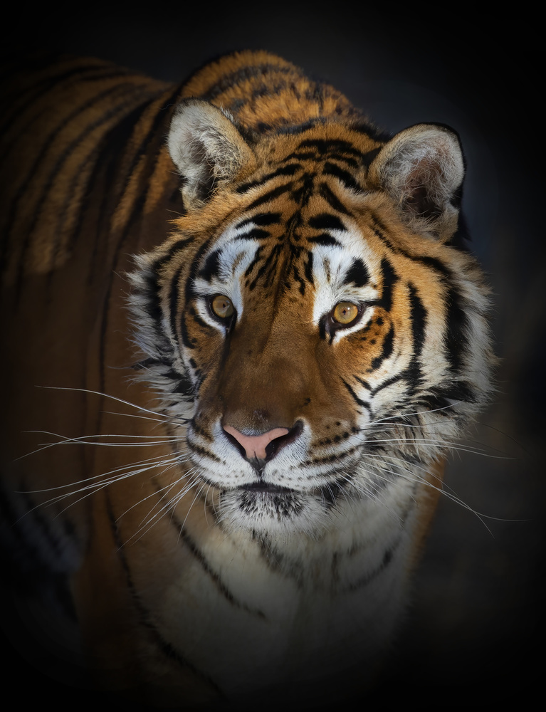 Portrait of a Siberian Tiger od Jim Cumming