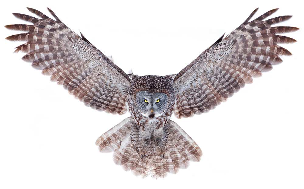 Power - Great Grey Owl od Jim Cumming