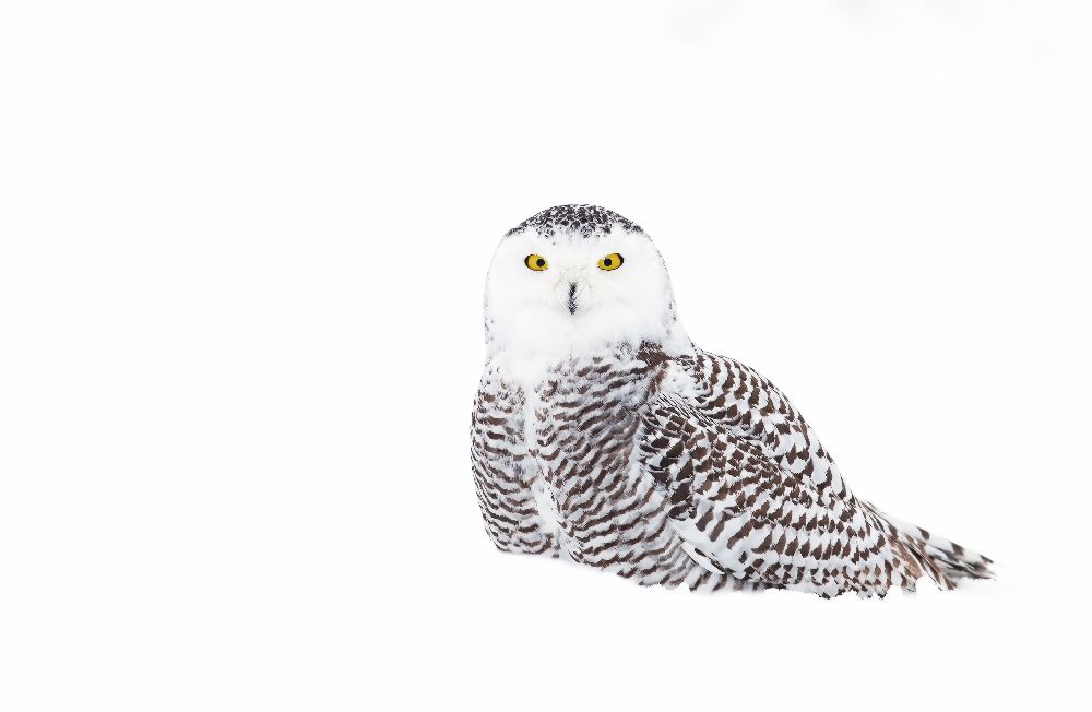 Snowy Owl in winter snow od Jim Cumming