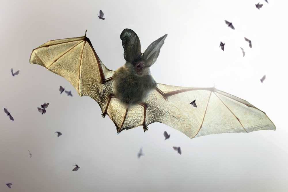Bat od Jimmy Hoffman