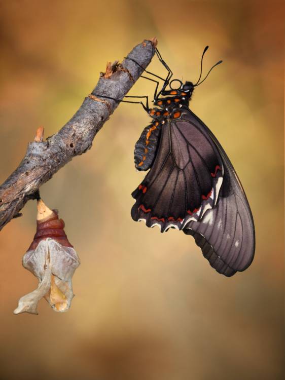 Birth of a swallowtail od Jimmy Hoffman