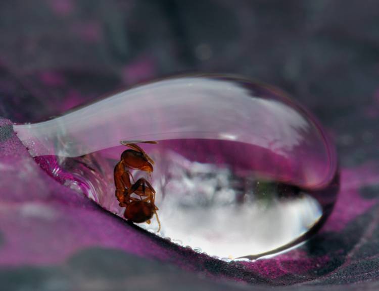 Caught in a droplet od Jimmy Hoffman