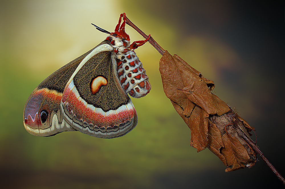 Cecropia-moth od Jimmy Hoffman
