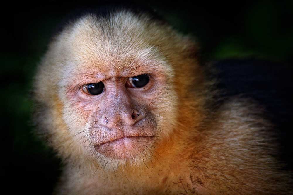 Capuchin monkey od Jimmy Hoffman