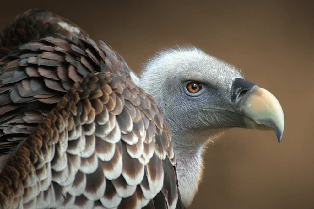 Vulture od Jimmy Hoffman