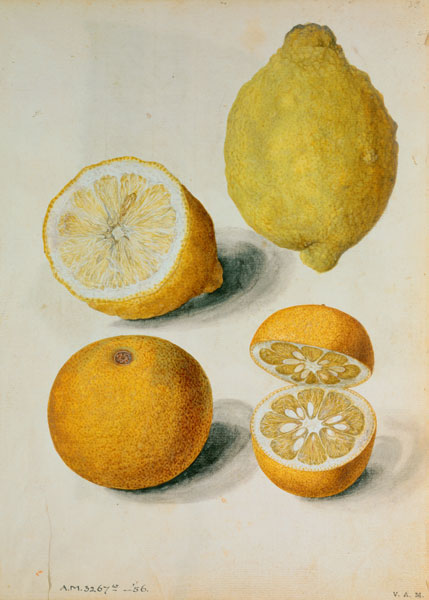 Lemons: Citrus limonum and Citrus aurantium od J.le Moyne  de Morgues