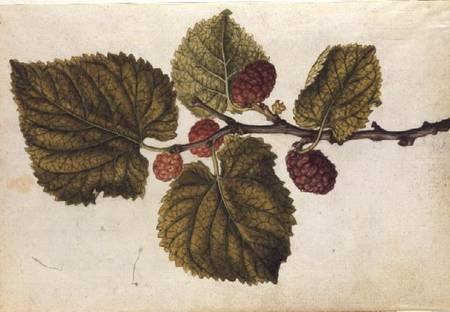 Mulberry: Morus nigra od J.le Moyne  de Morgues