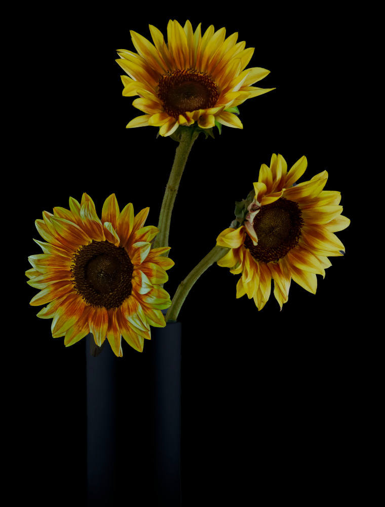 Sunflowers in Shadows od jlloydphoto