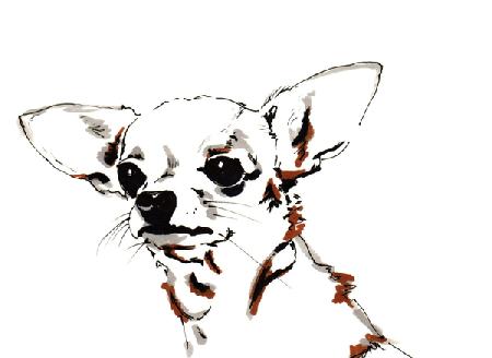 Big Ears the Chihuahua
