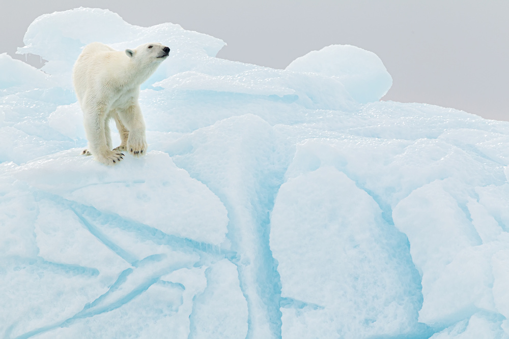 Polar bear on iceberg od Joan Gil Raga