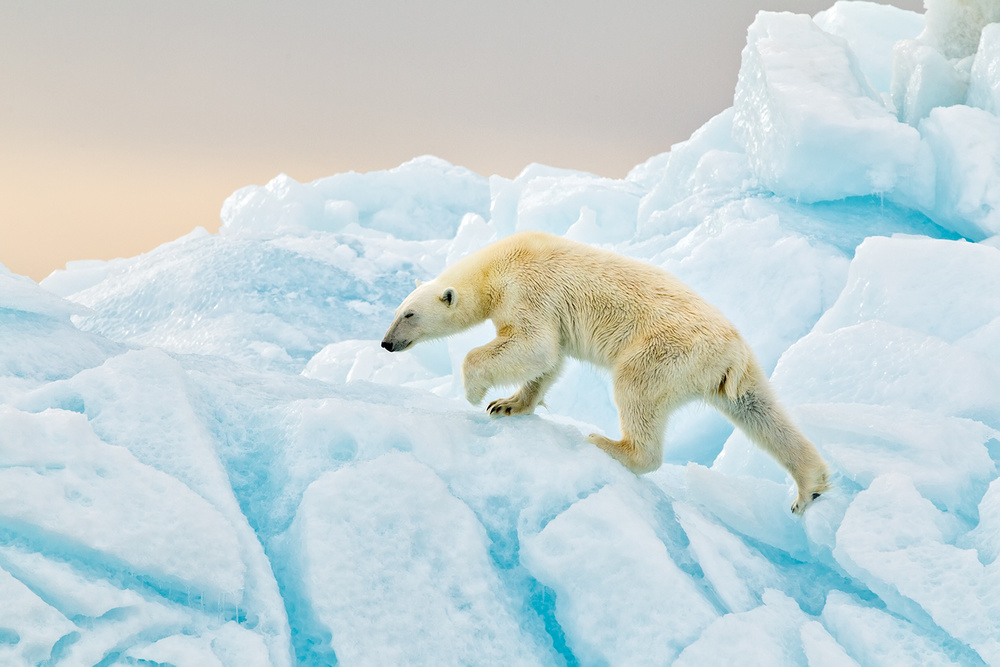 Polar Bear at Svalbard od Joan Gil Raga