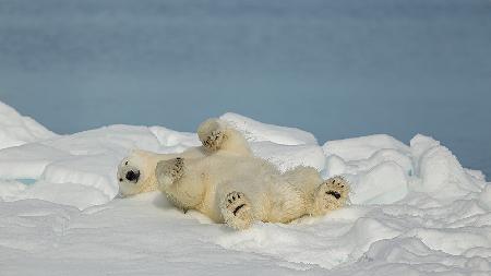 Polar bear in relax
